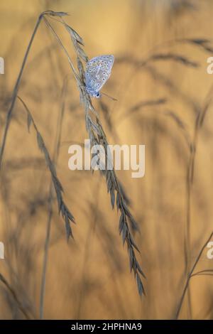 Icarus buttefly in morning light Stock Photo