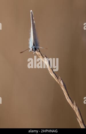 Icarus buttefly in morning light Stock Photo