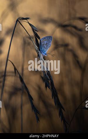 Icarus buttefly in morning light Stock Photo