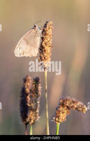 Icarus buttefly in morning light Stock Photo