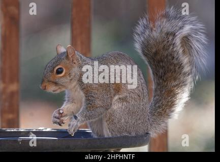 Squirrel on the garden deck Stock Photo