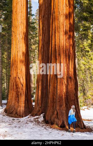 Hiker under a Giant Sequoia in the Mariposa Grove, Yosemite National Park, California USA Stock Photo