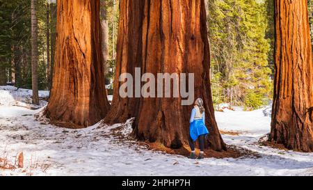 Hiker under a Giant Sequoia in the Mariposa Grove, Yosemite National Park, California USA Stock Photo