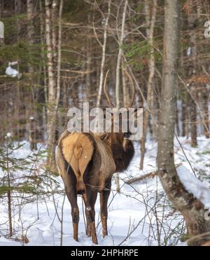 Spike elk in Clam Lake, Wisconsin. Stock Photo