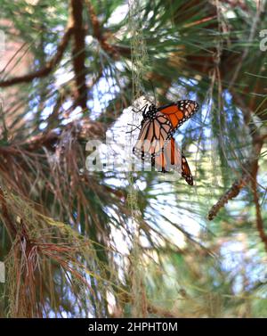 An orange and black Monarch butterfly hangs from delicate lichen at the Monarch Grove Sanctuary, Pacific Grove, CA. Stock Photo