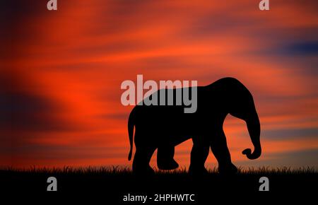 One Elephant suhoultte walking on field with sunset sky background Stock Photo