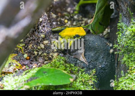black-legged poison frog (Phyllobates bicolor) is the second-most toxic of the wild poison dart frogs. It lives in the lowland forests Stock Photo