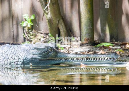 The gharial (Gavialis gangeticus) rests by the pond. It is a crocodilian in the family Gavialidae, native to sandy freshwater river banks