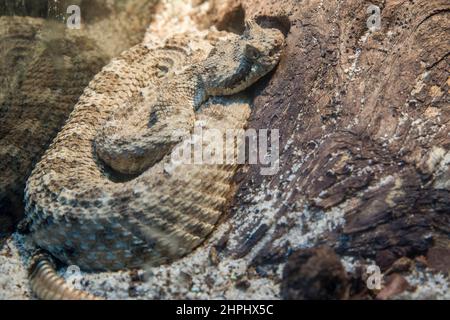 The closeup image of juvenile sidewinder (Crotalus cerastes). It is a venomous pit viper species Stock Photo