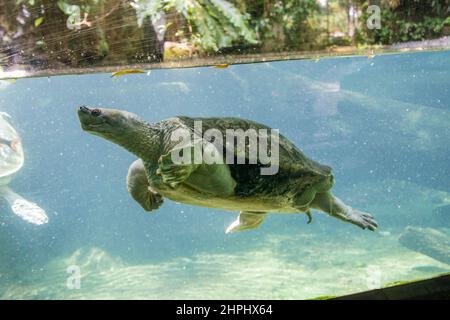 Burmese Roofed Turtle - Batagur trivittata 24x36 Canvas Print