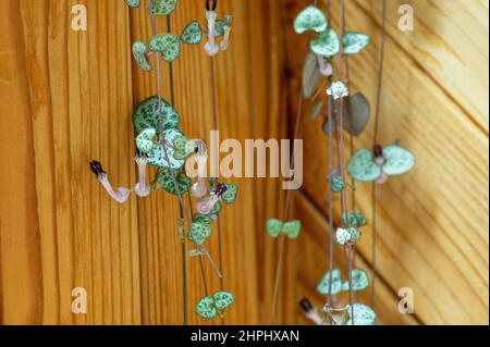A popular house plant, the chain of hearts Stock Photo