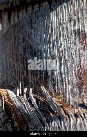 texture of the bark of the trunk of a palm tree Stock Photo