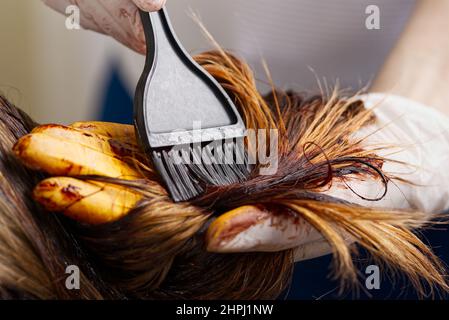 Young female hairdressed hands dyeing long hair to beautiful girl. Barber hair dye is applied with a brush Stock Photo