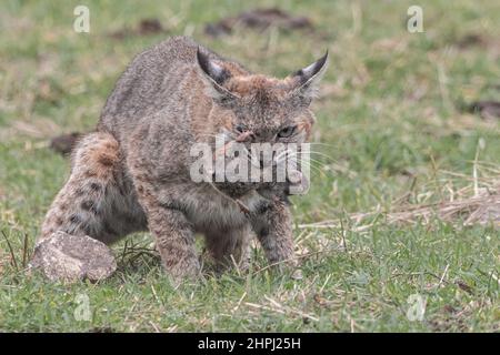 A wild bobcat (Lynx rufus) with a gopher it has captured as the rodent struggles to escape. Rodents like this make up most of the wild cats diet. Stock Photo