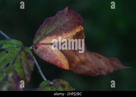 multi-colored and damaged leaf on natural blurred background. Nature background Stock Photo