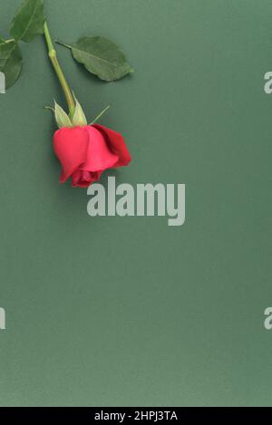 Velvet red rose flower stem flat lay top view on muted neutral chartreuse green texture abstract background with free space. Stock Photo