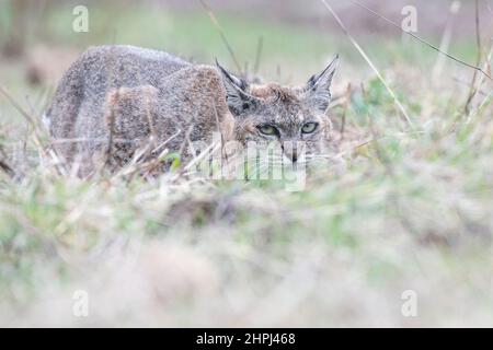 A wild bobcat (Lynx rufus) hides and keeps low while stalking and hunting gophers in California, USA. Stock Photo