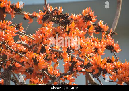 Polash flower,flame of the forest,Butea monosperma. Stock Photo