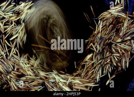 Engelmann spruce (Picea engelmannii) needles spinning in a small Idaho stream Stock Photo