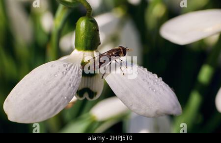 Macro photo of a snowdrop with morning dew on the petals of a flower and a fly sitting on it. Stock Photo