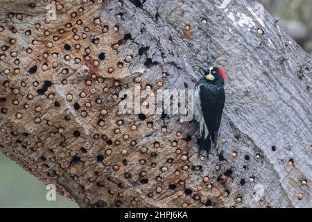 An Acorn Woodpecker (Melanerpes formicivorus) perched on its granary tree, an old oak where it stores acorns in holes in the bark. Stock Photo