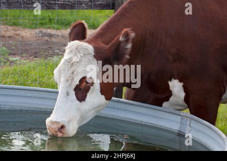 Polled Hereford cow drinking from an outdoor water trough in pasture on a farm in Alberta, Canada Stock Photo