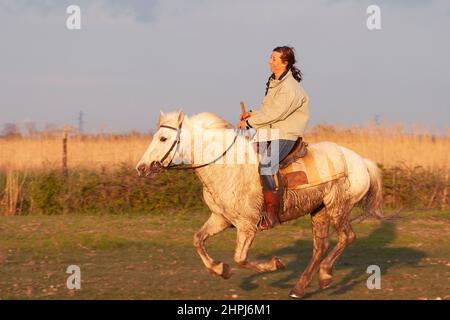French woman riding a Camargue horse through a field in Provence, southern France Stock Photo