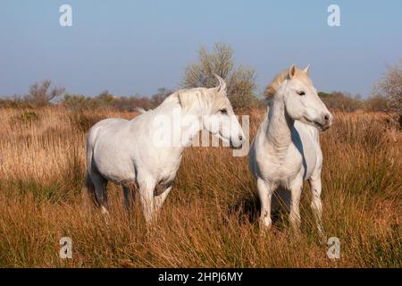 Two white Camargue horses, stallions outside in a field in Provence under clear blue sky, southern France Stock Photo
