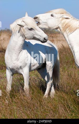 Camargue horses, stallion biting another with ears laid back during a mock fight in the Camargue wetlands of southern France Stock Photo