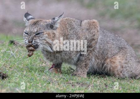 A wild bobcat (Lynx rufus) with a gopher it has captured. The cat holds the intestines in its mouth prior to eating them. In California, USA. Stock Photo