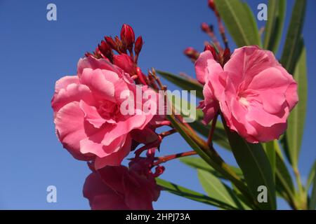CLOSE-UP OF THE PINK FLOWERS OF THE OLEANDER (NERIUM) BUSH OR SHRUB. NERIUM CONTAINS SEVERAL TOXIC COMPOUNDS AND IS CONSIDERED A POISONOUS PLANT. Stock Photo