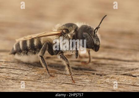 Detailed closeup on a female Bisulcate Small-Mason bee, Hoplitis bisulca, sitting on a peice of wood in Southern France Stock Photo