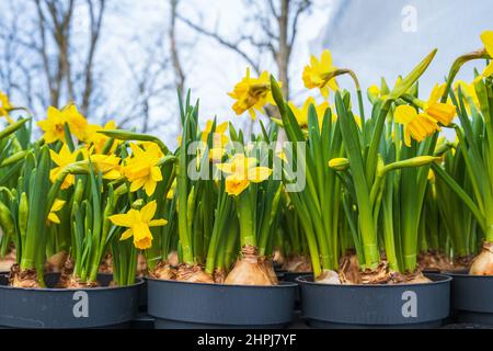 Flowering daffodil flowers at spring Stock Photo