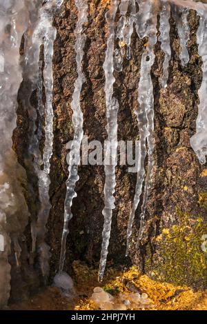 Icicles on a tree stump in sunshine Stock Photo