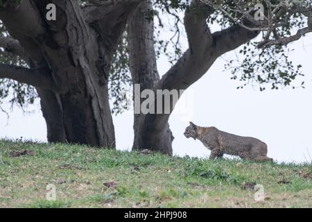 A wild bobcat (Lynx rufus) on a hilltop underneath an oak tree in California. Stock Photo