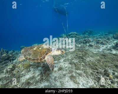 Seascape with Loggerhead Sea Turtle in the coral reef of Caribbean Sea, Curacao Stock Photo