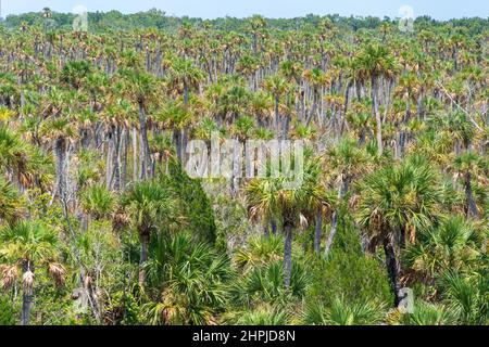 Cabbage palm hammock (Sabal palmetto) in Weekiwachee Wildlife Management Area - Spring Hill, Florida, USA Stock Photo