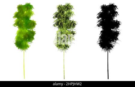 Set or collection of Bamboo trees, painted, natural and as a black silhouette on white background. Concept or conceptual 3d illustration for nature Stock Photo