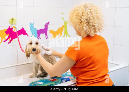 Female groomer washing back of obedient curly Labradoodle dog with shampoo in bathtub at grooming salon, prepare to cut. Stock Photo
