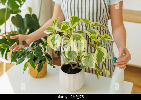 Unrecognizable woman in apron with houseplants at home. Florist holding in hands spraying bottle and potted flowers. Springtime to care and watering plants. Houseplants care concept. Home gardening. Stock Photo