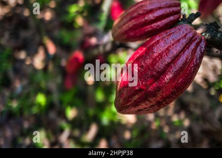 Cacao fruits are seen growing on a cacao tree on a traditional cacao farm in Cuernavaca, Cauca, Colombia. Stock Photo