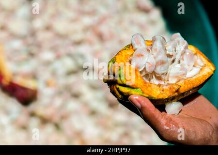 A freshly harvested cacao pod, with cacao seeds covered in pulp, is seen being held in a hand on a traditional cacao farm in Cuernavaca, Colombia. Stock Photo