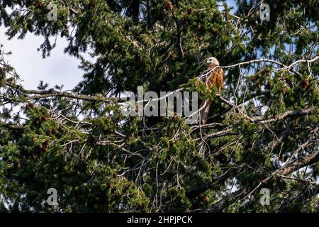 A red kite (Milvus milvus) is perched on a branch of a large Western hemlock-spruce (Tsuga heterophylla), carefully observing what is going on around him. High quality photo Stock Photo