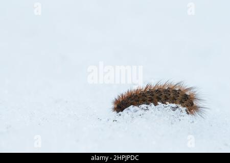 Ruby tiger moth larva walking on snow (Phragmatobia fuliginosa) Stock Photo