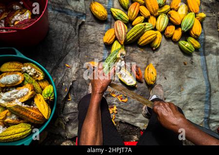 An Afro-Colombian farmer opens a cacao pod with a machete during a harvest on a traditional cacao farm in Cuernavaca, Cauca, Colombia. Stock Photo