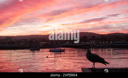 Seagull bird on pier, harbor port, seaport, dock or old fishermans wharf. Yacht sail boats in Monterey bay marina near Cannery Row, California coast, USA. Pink purple dramatic sunset sky. Calm water. Stock Photo