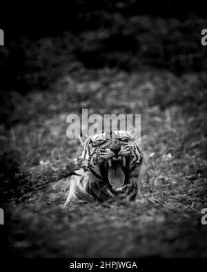 angry wild royal bengal adult male tiger fine art portrait in black and white bacground yawing with long canines during outdoor wildlife safari  india Stock Photo