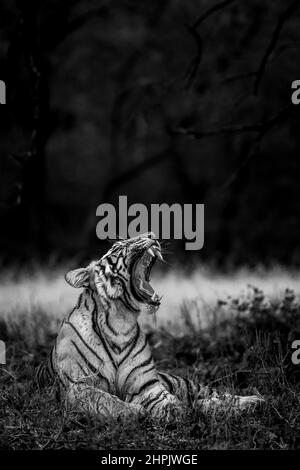 angry wild royal bengal female tiger fine art portrait in black and white bacground yawing with long canines during outdoor wildlife safari at forest Stock Photo