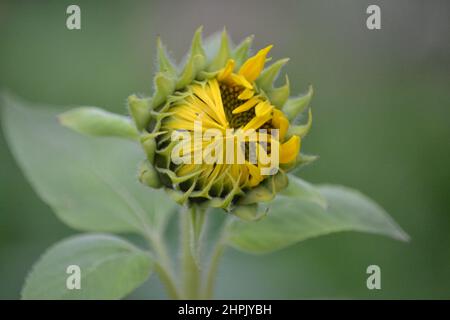 Helianthus Gracilentus - Dwarf Sunflower Head Just Starting To Open - Yellow Flower - Mini Sunflower - Summer Time - Yorkshire UK Stock Photo