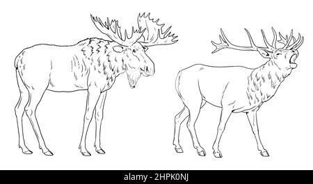 Deer and moose illustration. Large herbivores for coloring book. Wild animals  drawing Stock Photo - Alamy